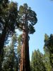 Sequoia im Kings Canyon NP