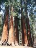 122_Sequoia_NP.jpg
