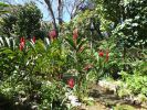 Jamaica Botanical Garden