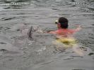 Delphin schwimmen Theader of the Seas