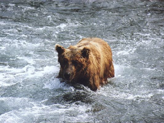 Alaska Brown Bear auf der Suche nach Lachs
Katmai National Park

