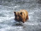 Alaska_Brown_Bear.jpg