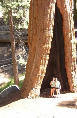 Sequoia NP
Gigantisch
