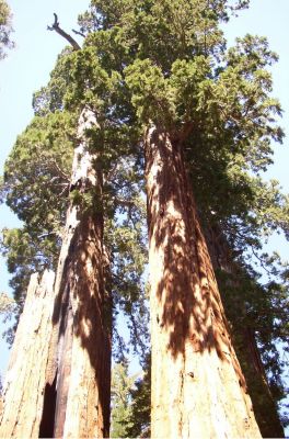 Sequoia NP
Blick nach Oben
