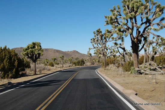 Big Joshua Trees
