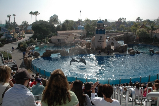 Dolphin Show - Sea World
