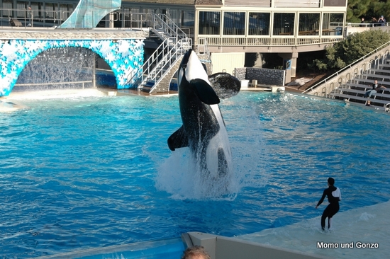 Shamu Show - Sea World
