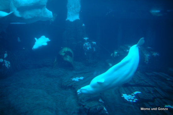 Beluga Wale - Sea World
