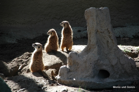 Mercats - SD Zoo
