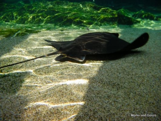 Bats - Sea World
