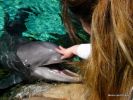 Dolphins - Sea World