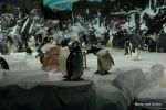 Penguins - Sea World
