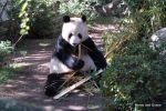 Panda Bear - SD Zoo