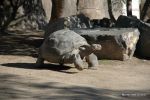 Glapagos Schildkröte - SD Zoo