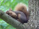 Niagara-Squirrel