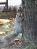 Harvard Squirrel