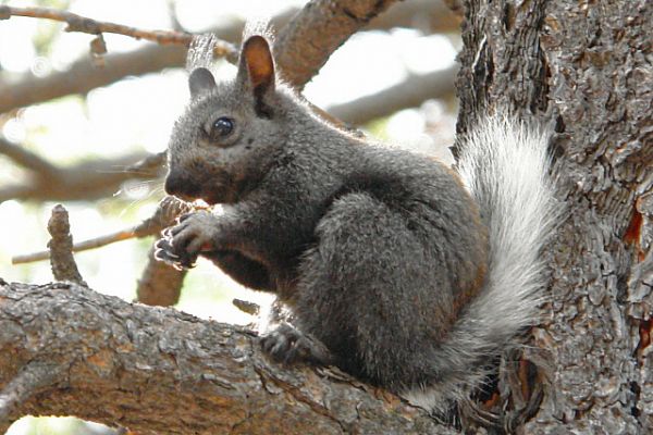 Kaibab_Squirrel.JPG