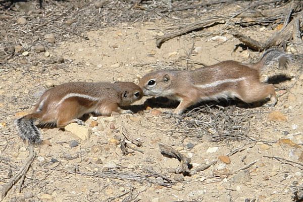 Kissing_Ground_Squirrel.JPG