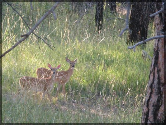 Bambi mal zwei
Zwei junge Weißwedelhirsche am Trail um den Devils Tower
