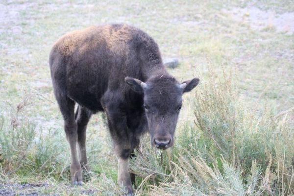 Baby-Bison
Baby-Bison im Yellowstone Nationalpark
