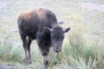 Baby-Bison
