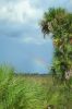 Everglades1.jpg