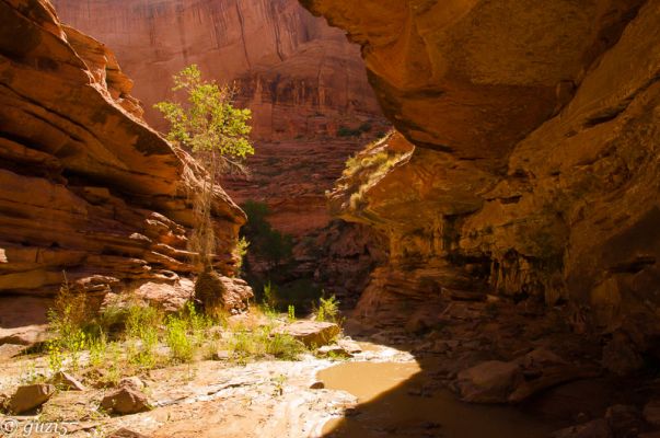 Coyote Gulch
