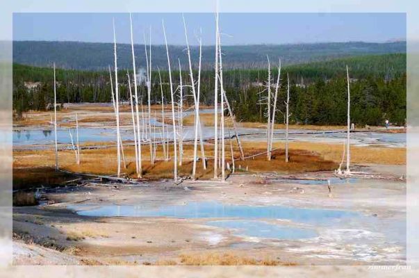 Norris Geysir Becken
