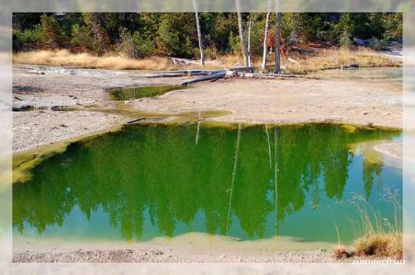 Grüner Pool
