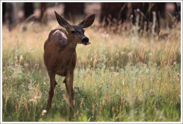 Bääh!
Ungezogenes Deer am Grand Canyon North Rim
