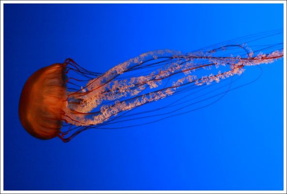 Jellyfish
... aus dem Monterey Bay Aquarium
