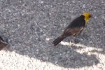 Yellowhead-Blackbirds