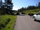 Custer SP Büffel auf Straße
