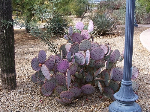 Yuma Quartermaster Depot State Historic Park
