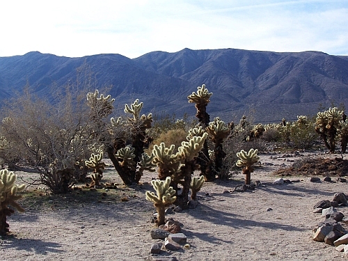 Cholla Garden
