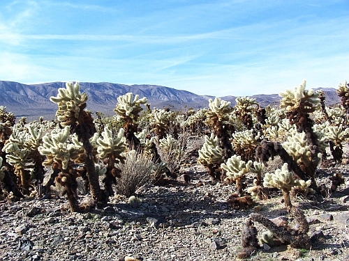 Cholla Garden
