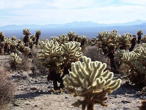 Cholla Garden
