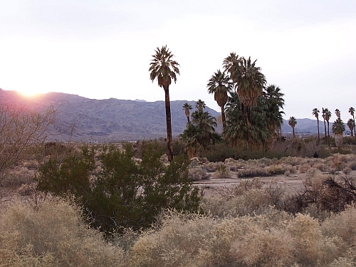 Oasis of Mara
