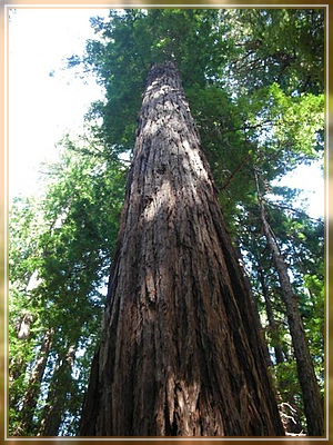 Redwood Tree
