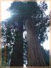 noch ´n Sequoia