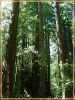 Redwoods im Muir Wood Nationalpark