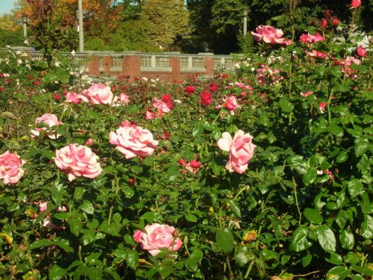 Rose City
Portland ist die Rose City und daher gibt es in vielen Parks Rosen. Oberhalb der Innenstadt im Forest Park liegt der grosse International Rose Garden, der man schon von weitem riechen kann.
Schlüsselwörter: Portland, Oregon, Rosen, Rose Garden