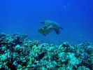 Maui_Diving_Turtles.jpg