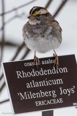 White Throated Sparrow
