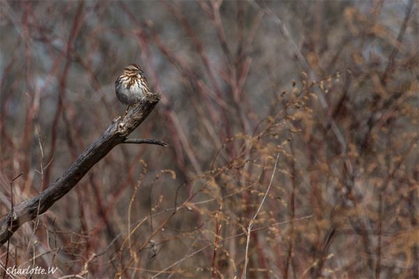 JBW-Song Sparrow
