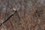 JBW-Song Sparrow