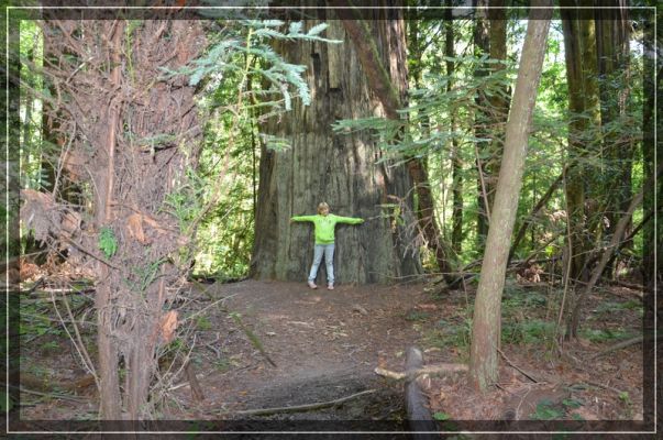 comp_california-redwoods_002.jpg