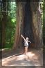 comp_california-redwoods_020.jpg