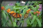 Butterfly Farm bei Elkton