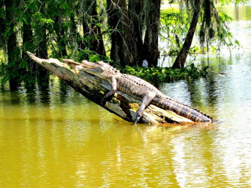 Swamp Tour - Aligator

